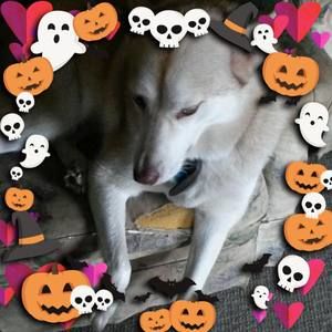 Meet your Posher, Merri